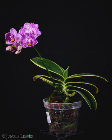 Phalaenopsis Sogo Vivien 'SOGO F858'