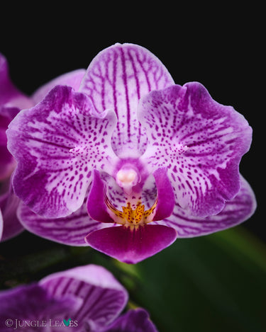 Phalaenopsis Sogo Vivien 'SOGO F858'