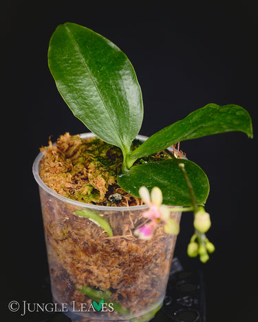 Phalaenopsis hookeriana