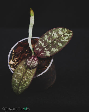 Phalaenopsis schilleriana