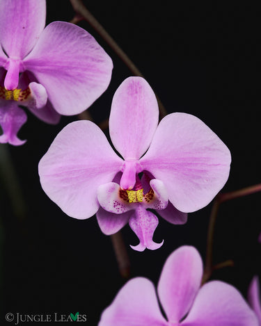 Phalaenopsis schilleriana