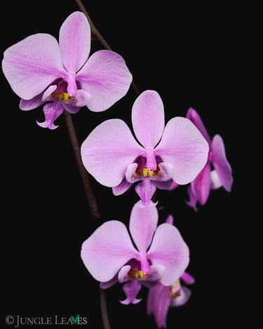Phalaenopsis schilleriana