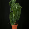 Philodendon melanochrysum