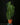 Philodendon melanochrysum