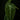 Philodendon melanochrysum