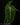 Philodendon melanochrysum
