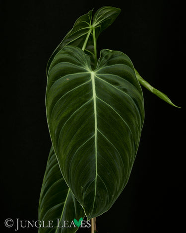 Philodendon melanochrysum