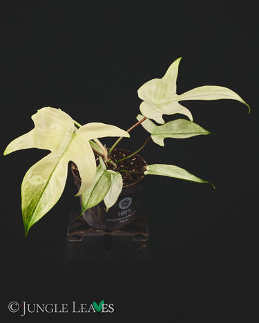 Philodendron 'Florida Ghost'