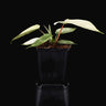 Philodendron 'Florida Ghost'