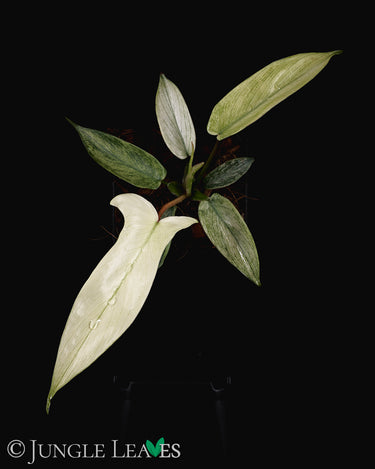 Philodendron 'Florida Ghost'