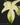 Philodendron 'Florida Ghost'