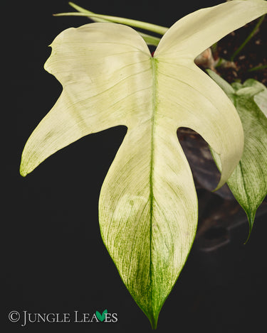 Philodendron 'Florida Ghost'