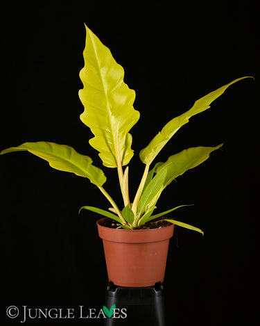 Philodendron 'Golden Saw'