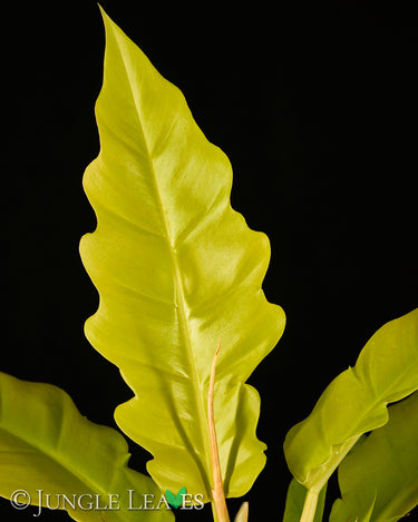 Philodendron 'Golden Saw'
