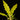 Philodendron 'Golden Saw'