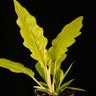 Philodendron 'Golden Saw'