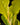 Philodendron 'Golden Saw'