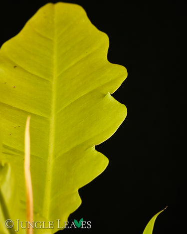 Philodendron 'Golden Saw'