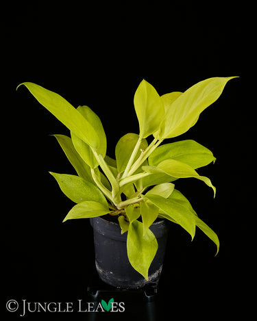 Philodendron 'Malay Gold'