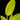 Philodendron 'Malay Gold'
