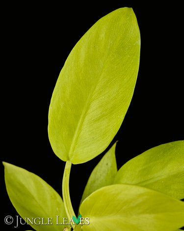 Philodendron 'Malay Gold'