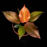 Philodendron McColley's Finale
