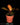 Philodendron McColley's Finale