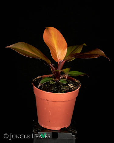 Philodendron McColley's Finale