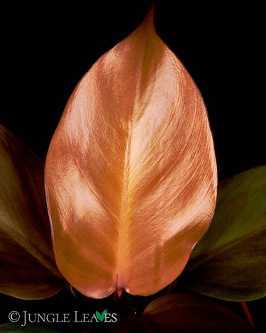 Philodendron McColley's Finale