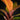 Philodendron McColley's Finale