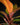 Philodendron McColley's Finale