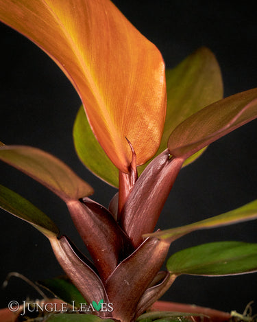 Philodendron McColley's Finale
