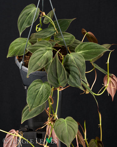 Philodendron Micans