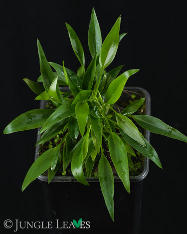 Philodendron 'Mini Midget'