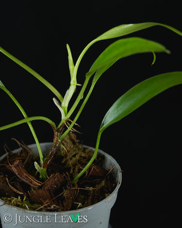 Philodendron 'Mini Midget'