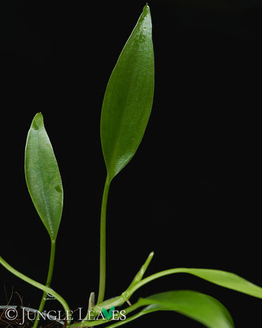 Philodendron 'Mini Midget'