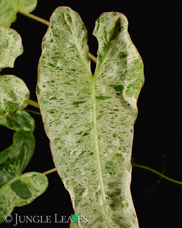 Philodendron 'Paraiso Verde'