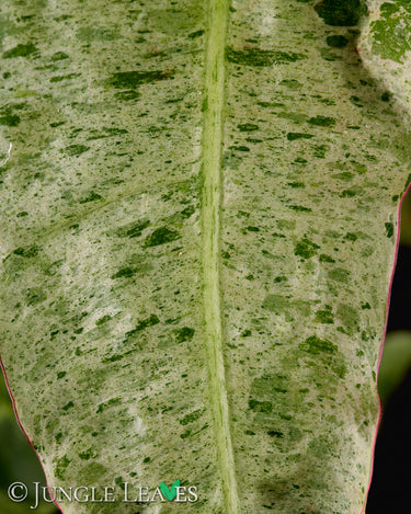 Philodendron 'Paraiso Verde'