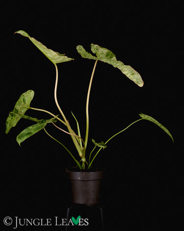 Philodendron 'Paraiso Verde'