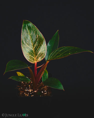 Philodendron Pink Bikini