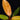 Philodendron 'Prince of Orange'