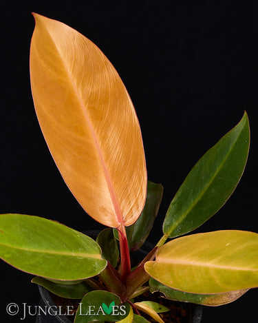 Philodendron 'Prince of Orange'