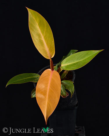 Philodendron 'Prince of Orange'