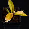 Philodendron 'Prince of Orange'