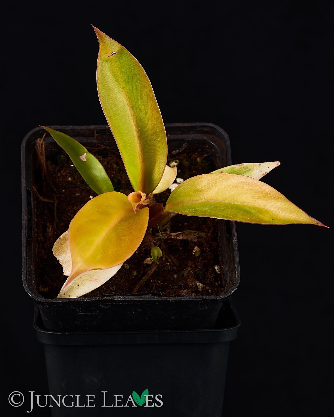 philodendron prince of orange pflege Philodendron 'Prince of Orange' – Jungle Leaves