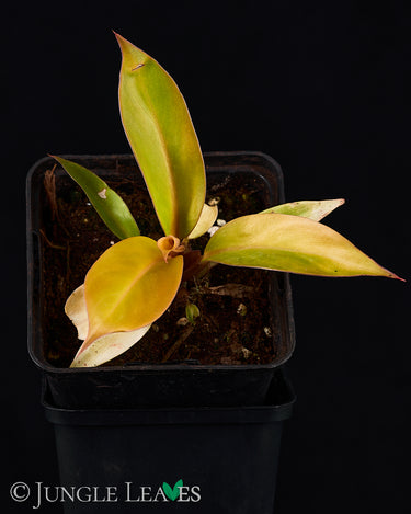 Philodendron 'Prince of Orange'