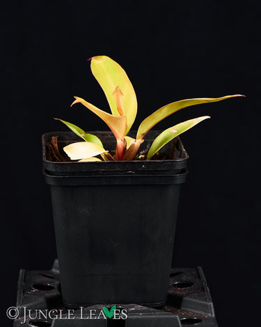 Philodendron 'Prince of Orange'