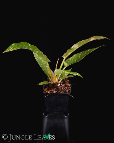 Philodendron 'Ring of Fire'