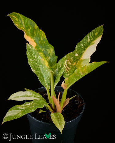 Philodendron 'Ring of Fire'