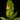 Philodendron 'Ring of Fire'